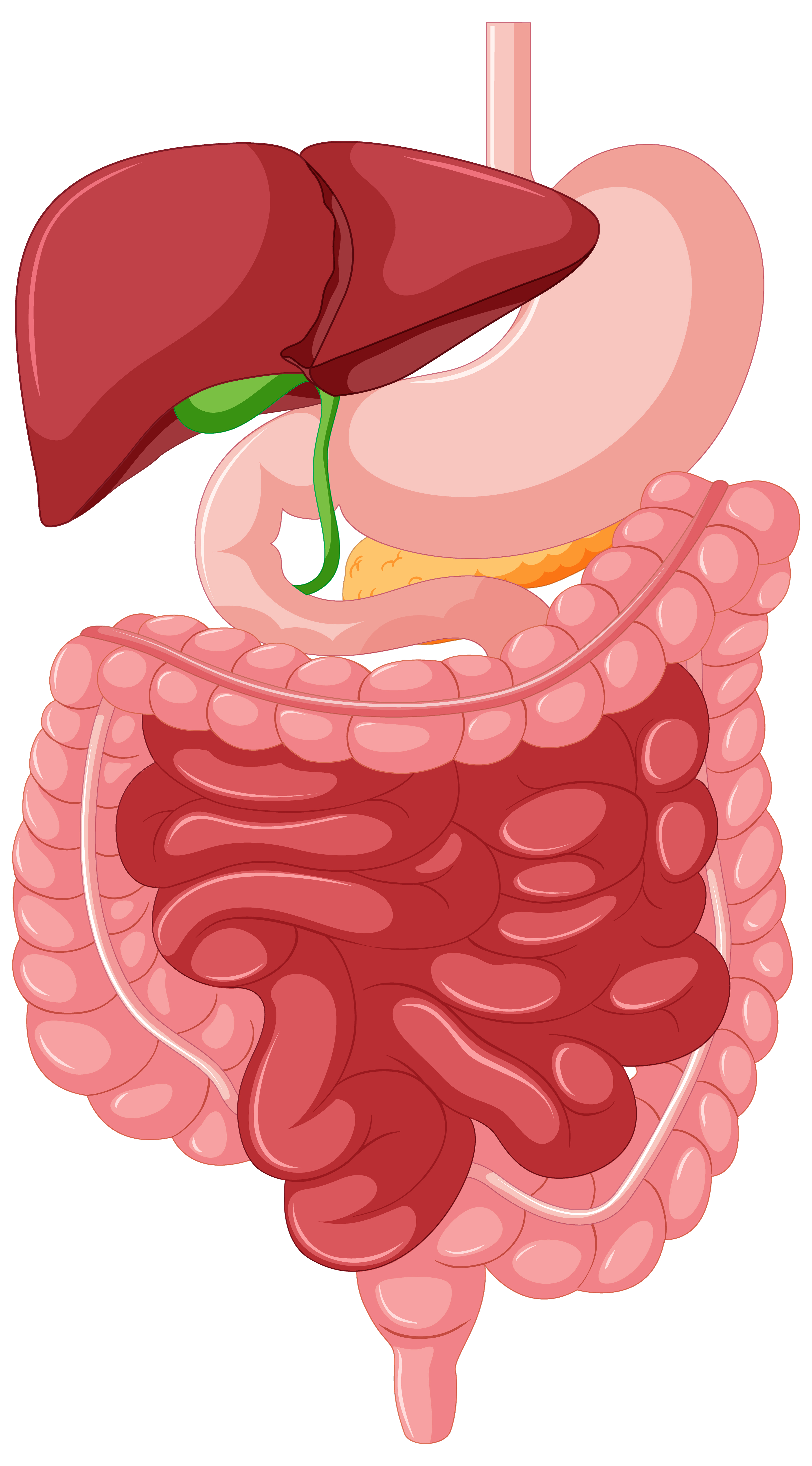 Gastrointestinal Anatomy.jpg